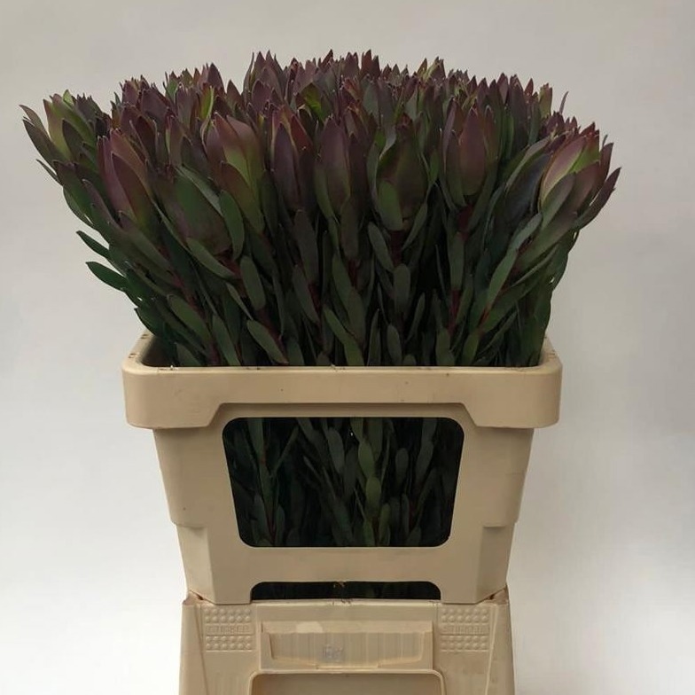 Леукадендрон Маунтин Роуз 60, шт.