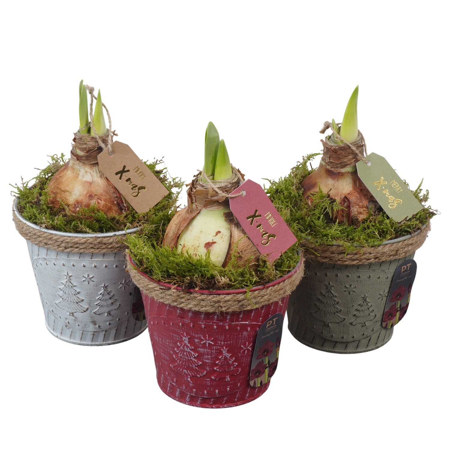 PTACH2482 Arrangement Amaryllis Christmas in metalen pot, D 13
