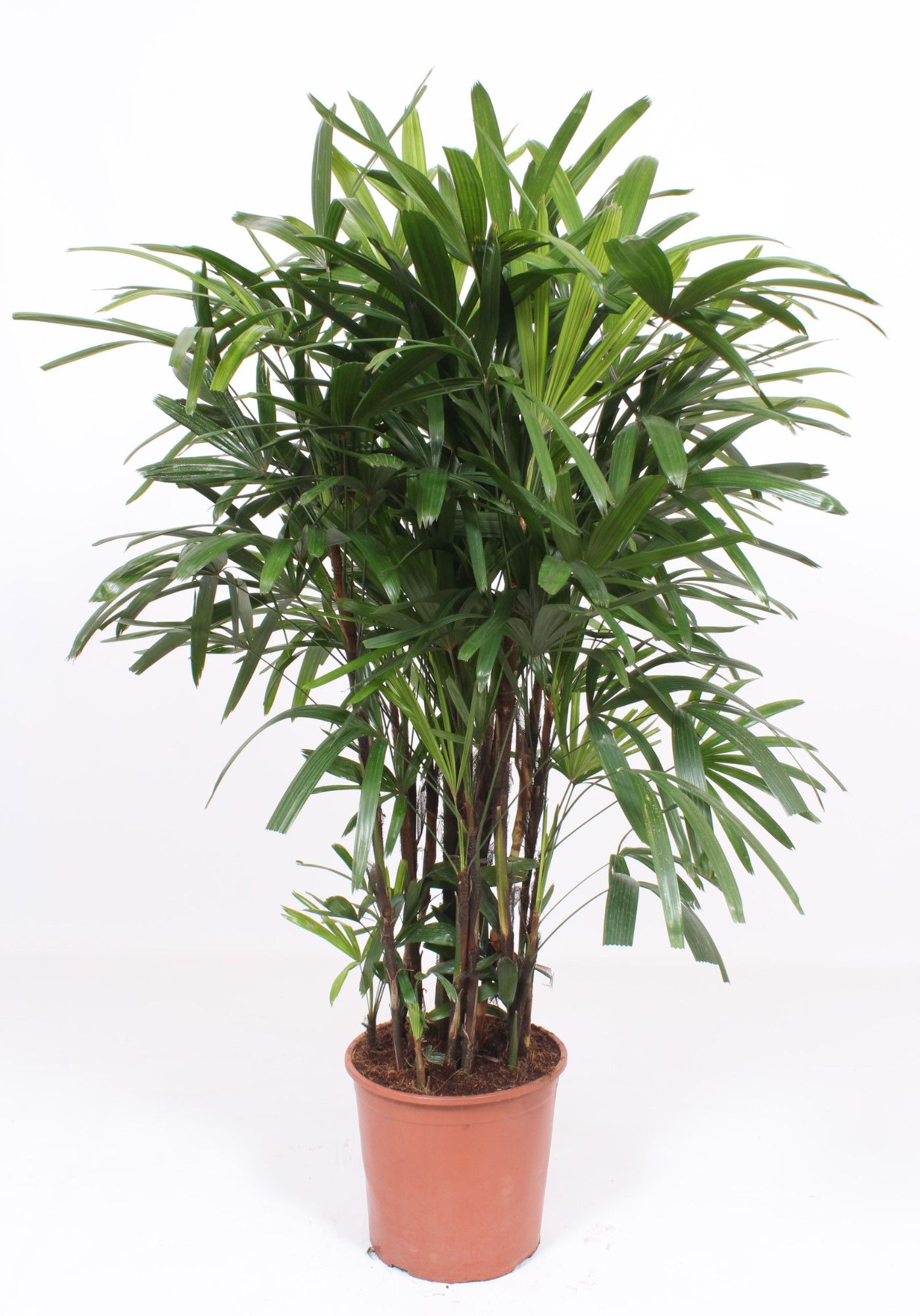 Rhapis excelsa, D 30