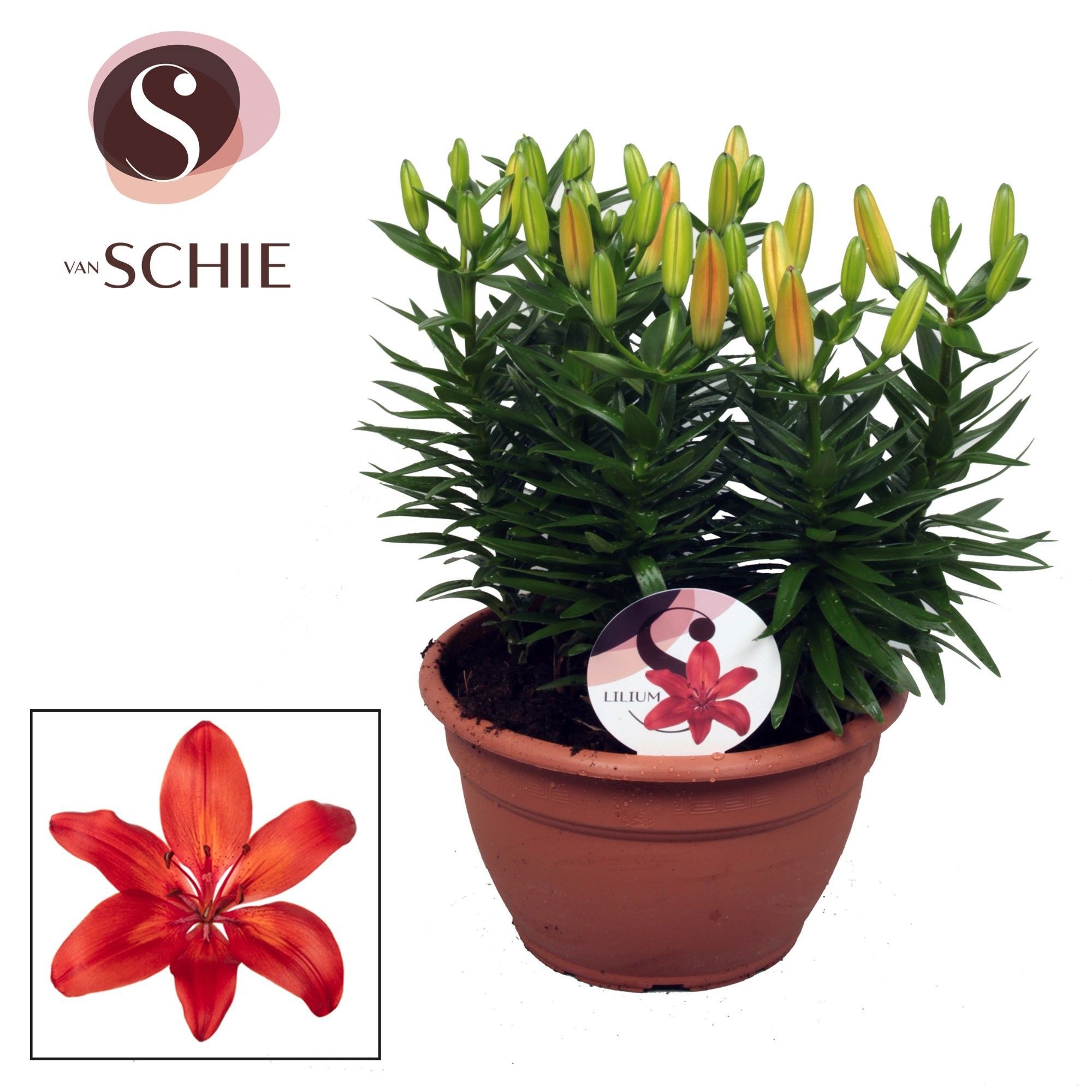 Az Matrix Red Schaal 9pp, D 25