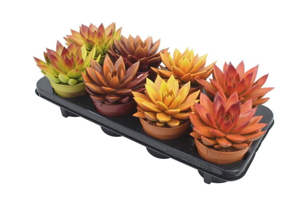 Miranda bicoloured autumn mix, D 12 cm