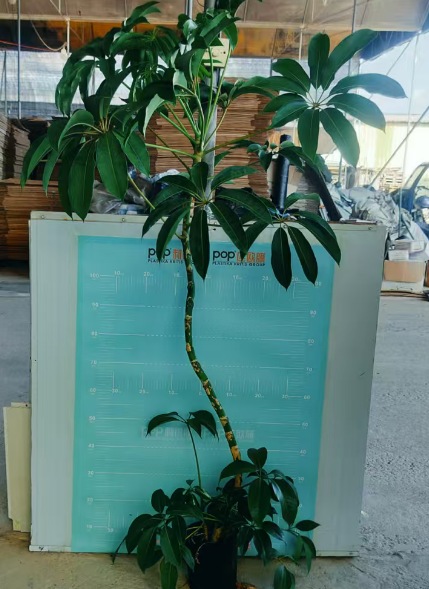 Счеффлера Олд Паул 21 90-1.1M 21 90