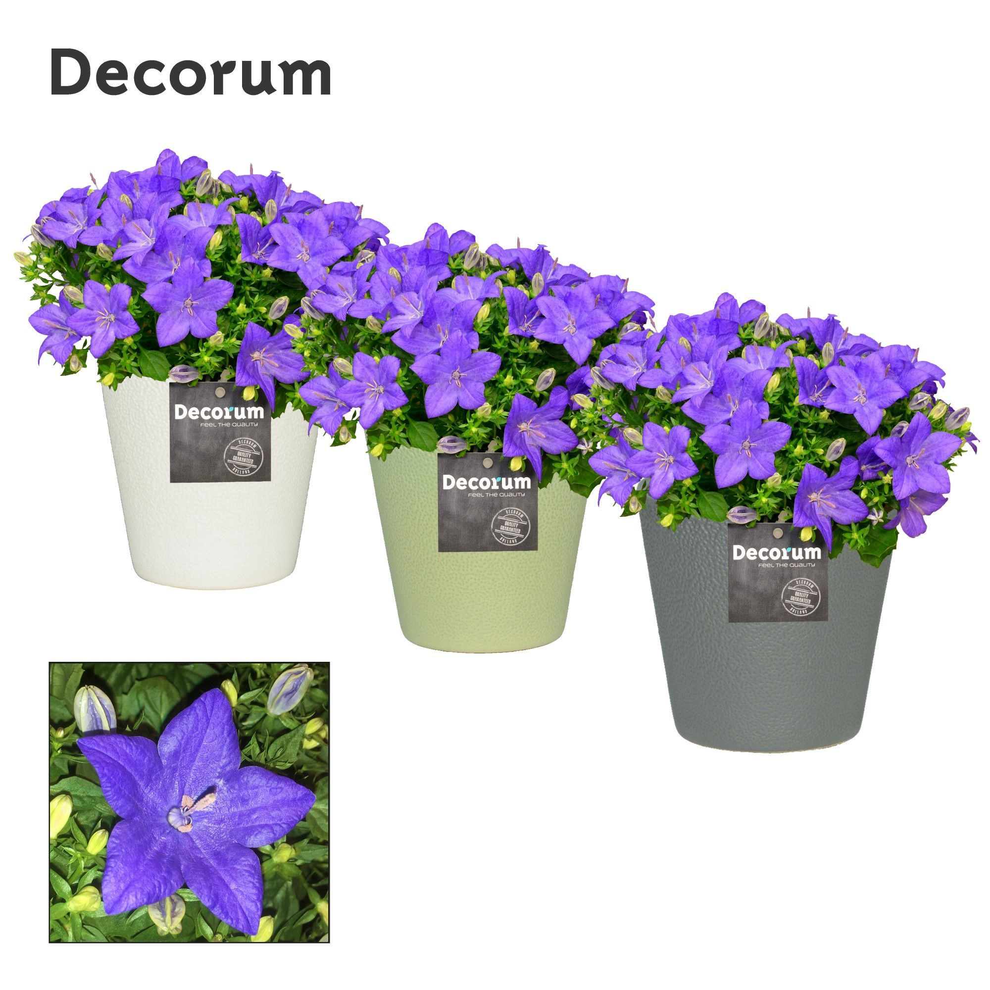 Campanula 'Napoli' in Ruby Decorum, D 13