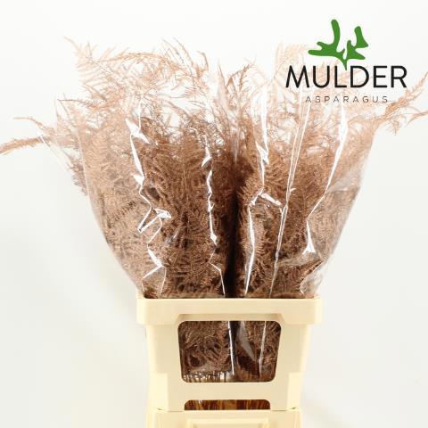 Аспарагус Овериг Крашеный (краш. ) 65, шт.