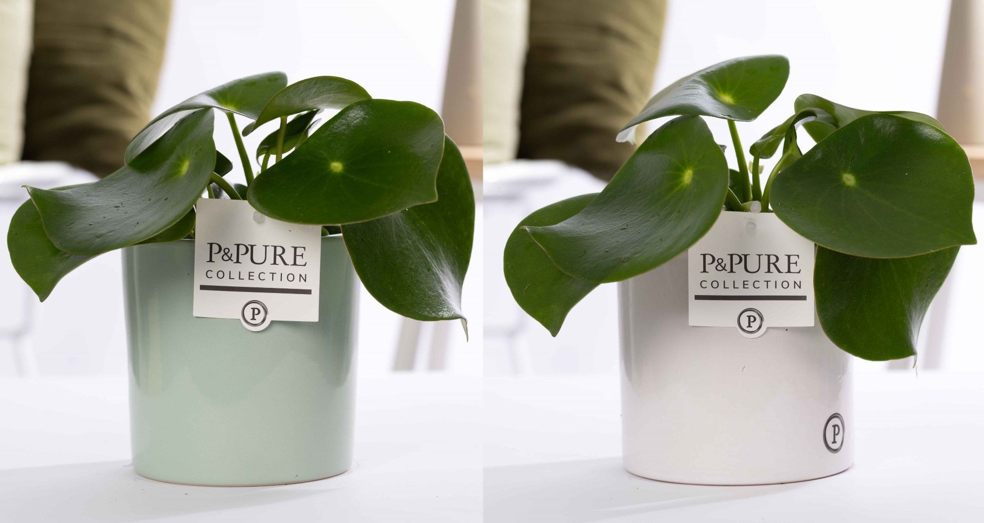 Peperomia Raindrop in P&PURE Essential ceramics ass. 2, D 12