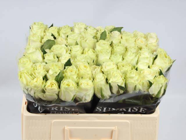 Роза од. Овериг 50, шт.