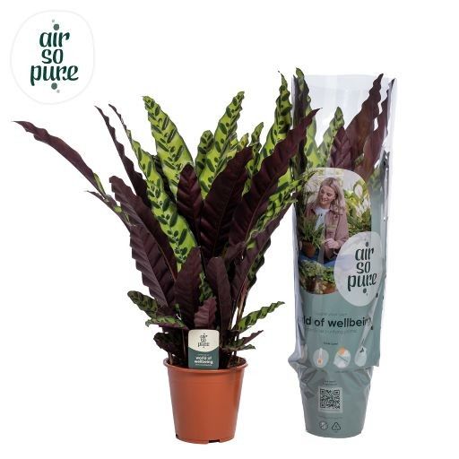 Calathea Lancifolia Insigne Air so Pure, D 19