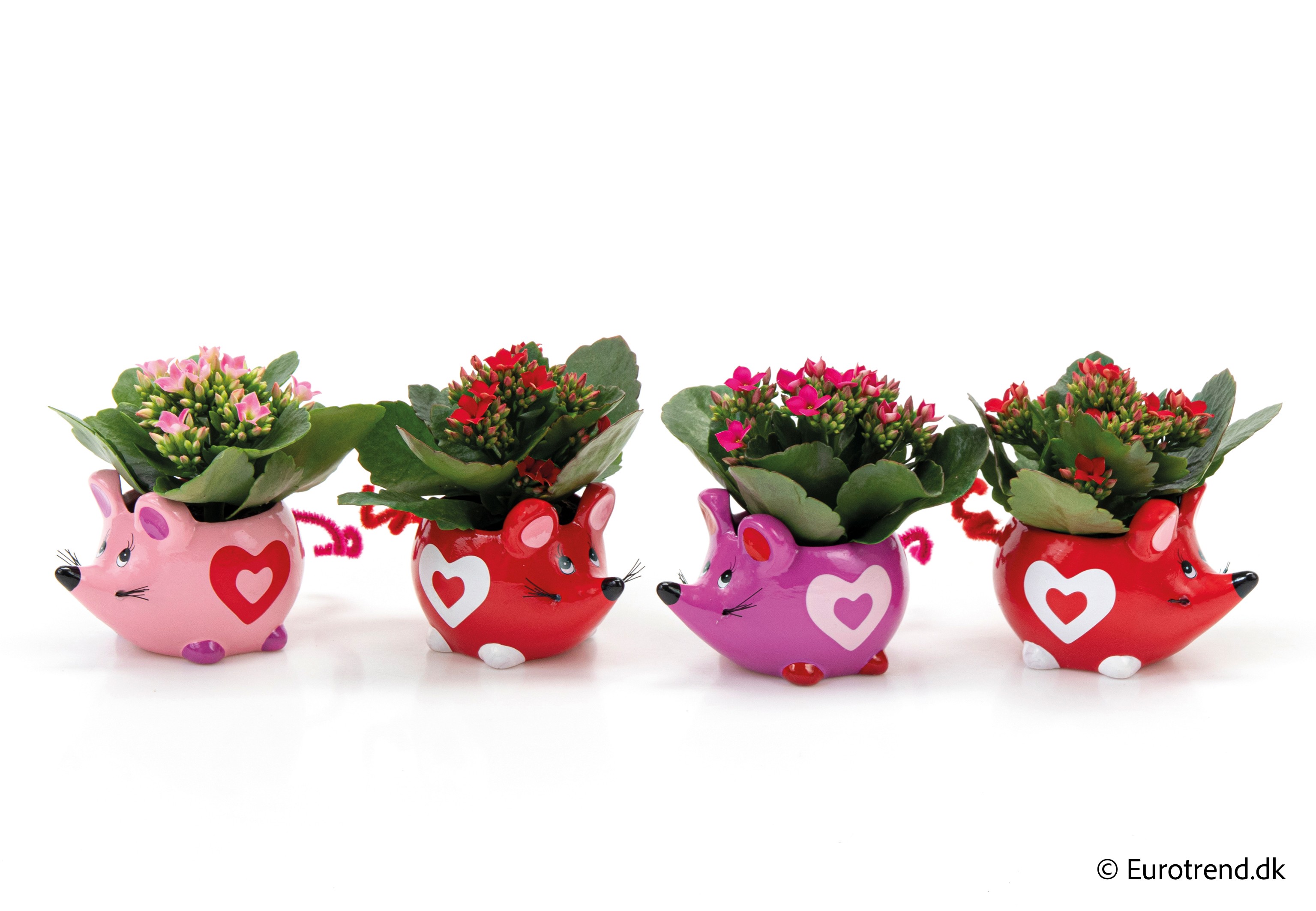 Kalanchoe in Valentine ceramic 2026, D 6