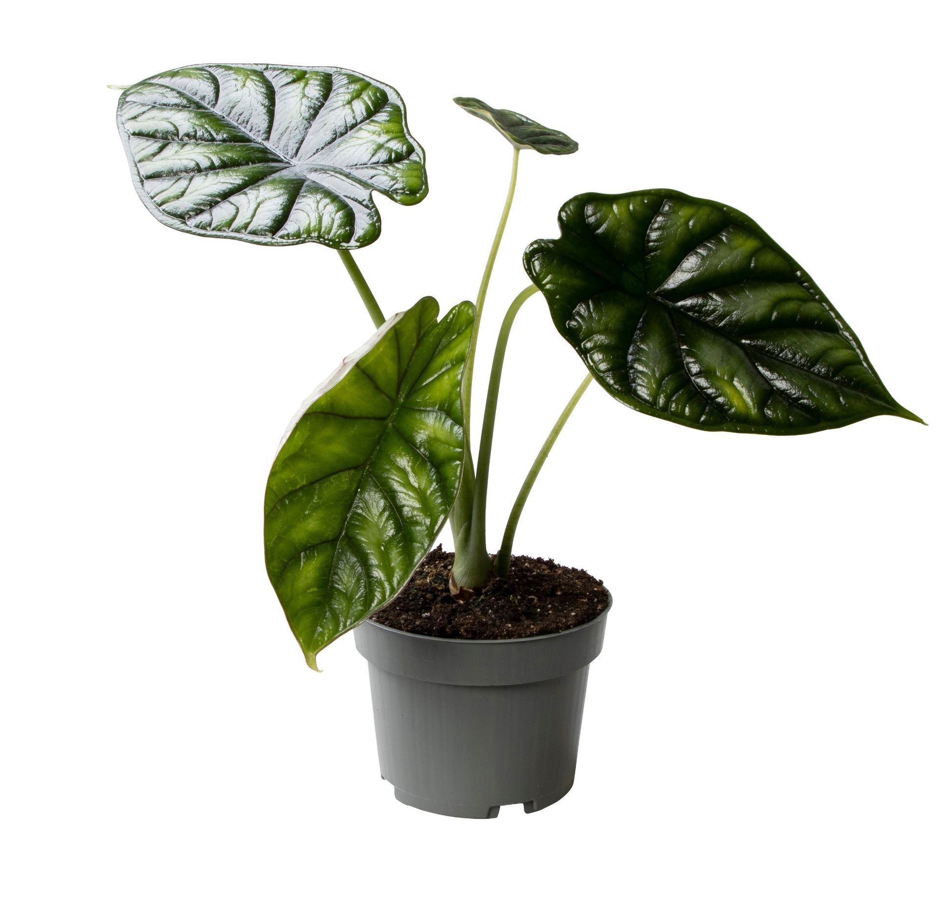 Alocasia Dragon Scale 12 cm, D 12