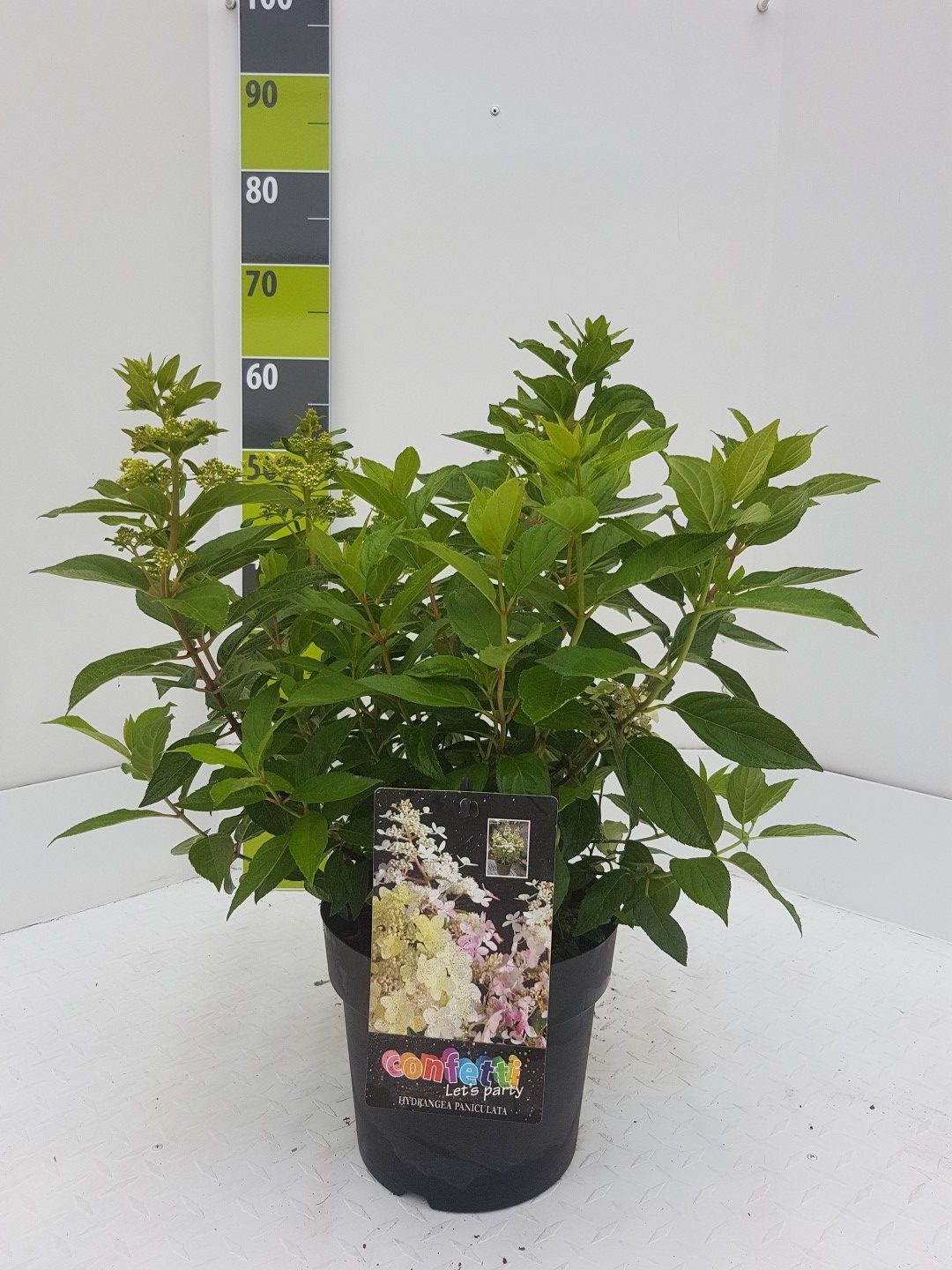 Hydrangea paniculata 'Confetti' (R) C 4,6, D 23 cm