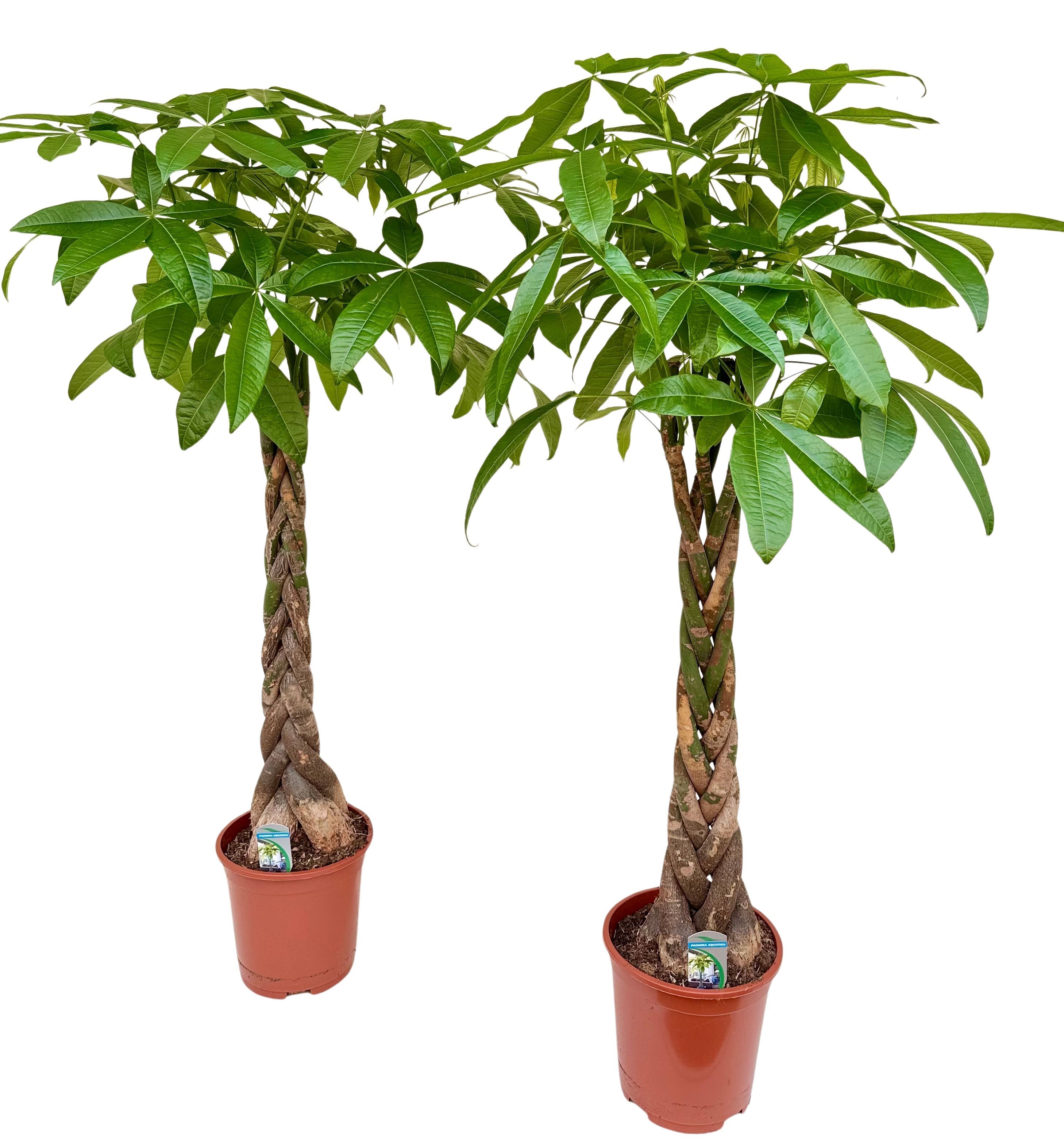 Pachira aquatica P27 H150, D 27