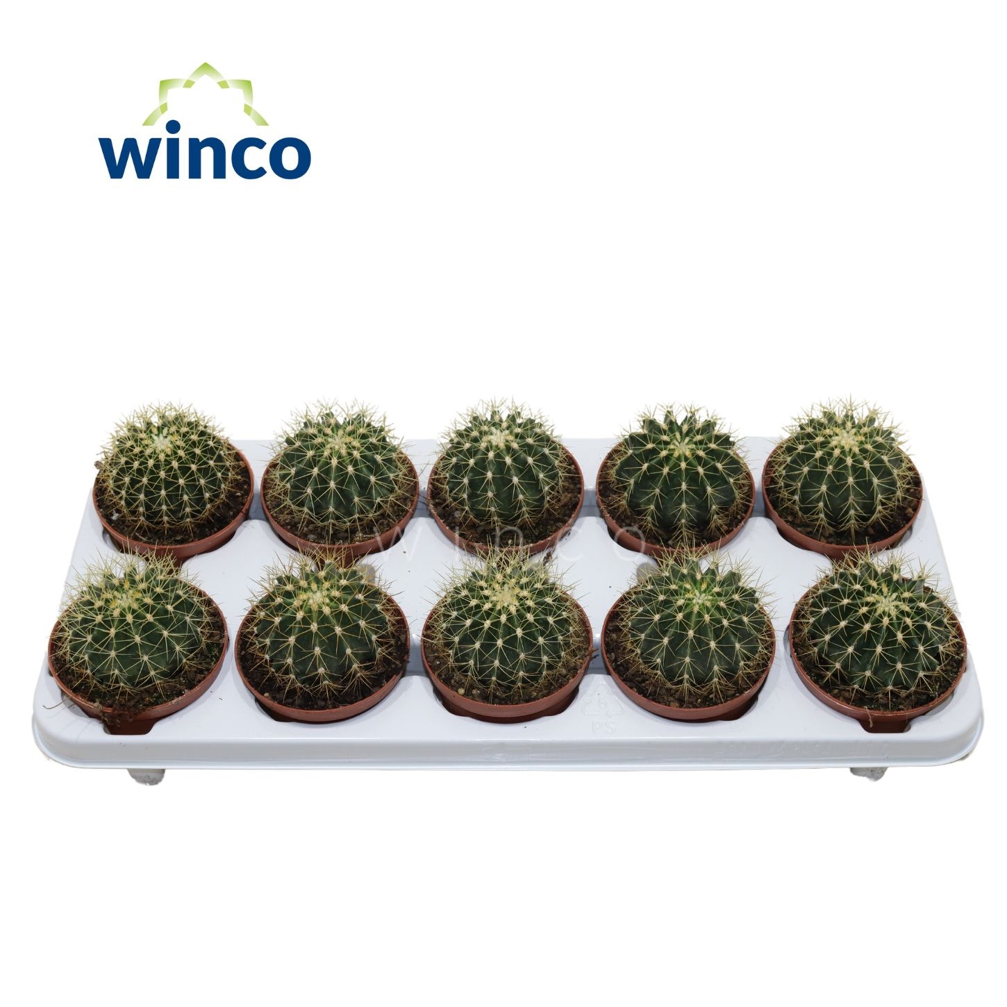 Ferocactus Schwarzii, D 10,5 cm