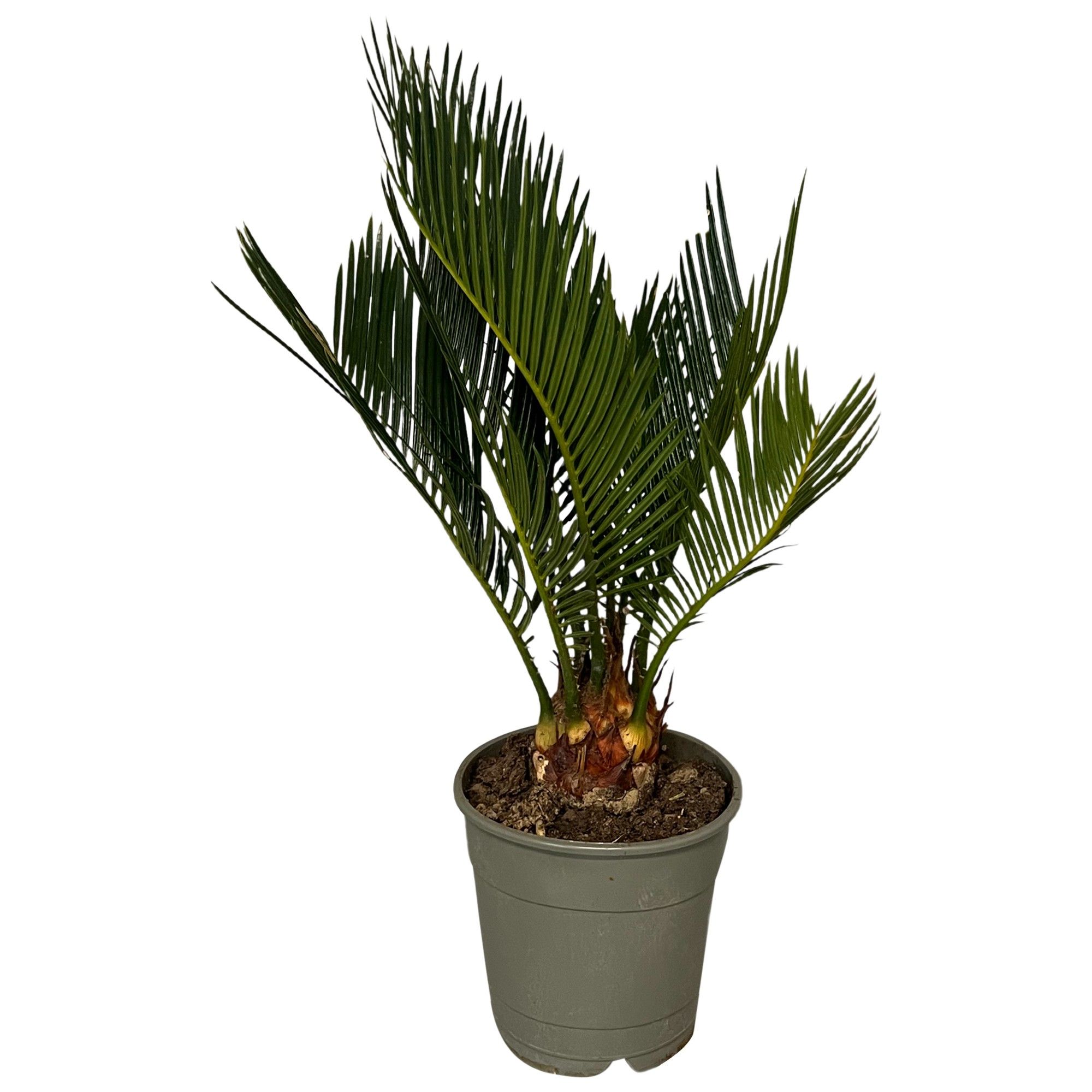 Cycas revoluta 6-9 veren, D 12