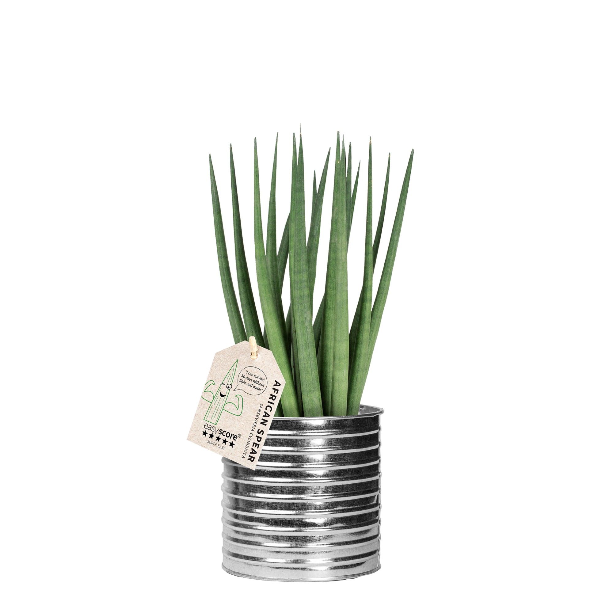 Zink Can, Sansevieria ´Spaghetti´, D 12