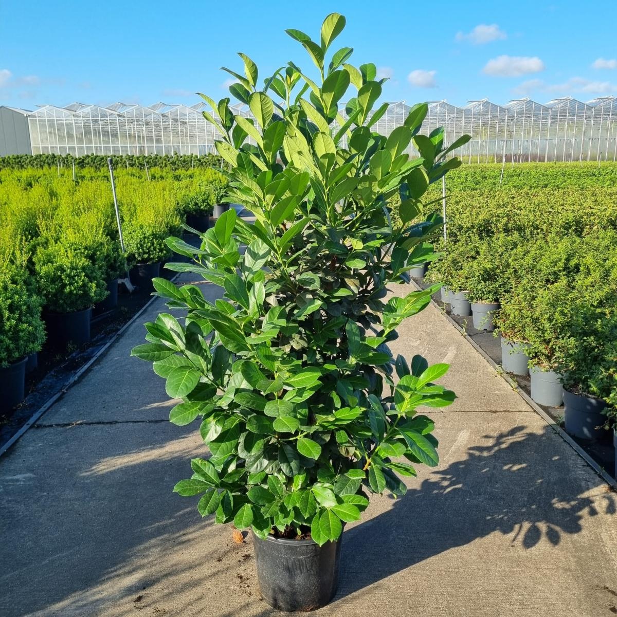 Prunus l. Etna, D 40 cm