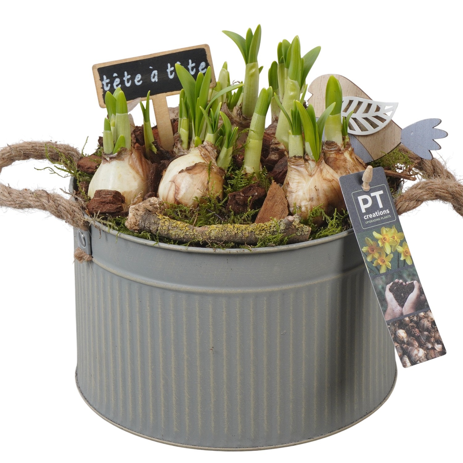PTN8596 Arrangement Narcissus in zink pot, D 21