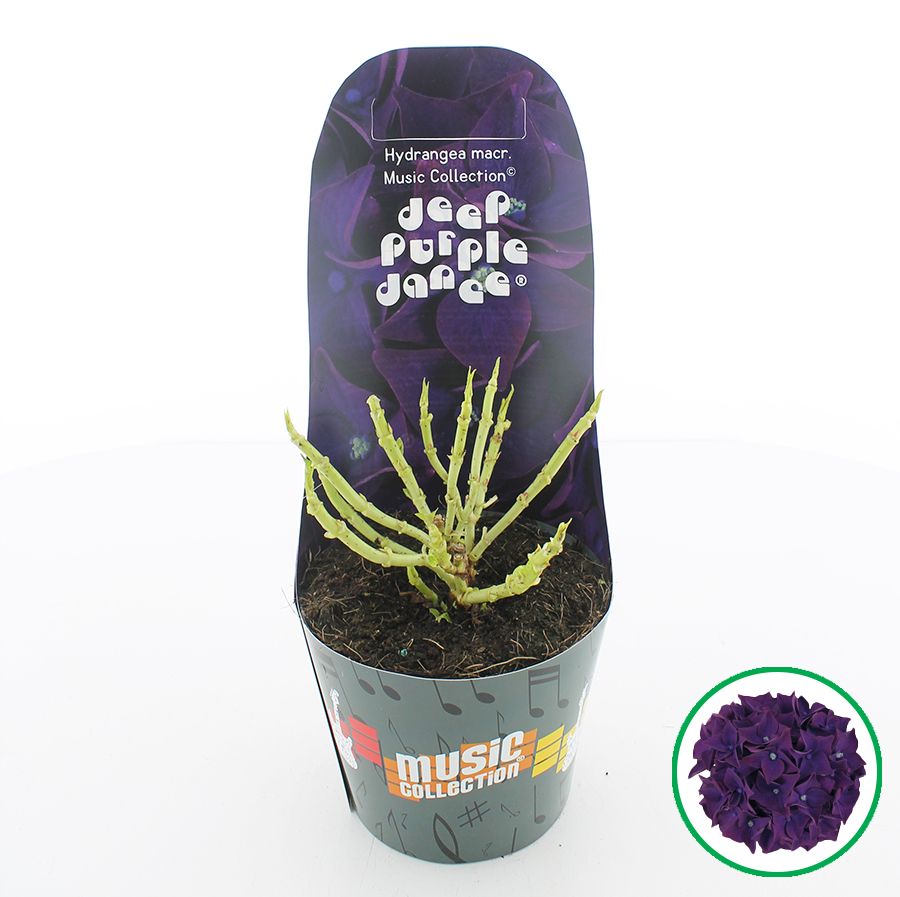 Hydrangea macr. Music Collection® 'Deep Purple Dance'® C2 (17cm.) Potcover, D 17