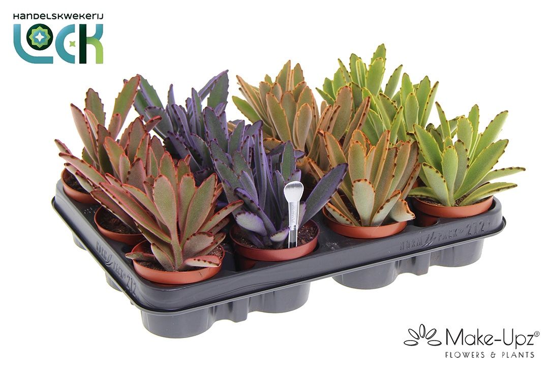 Kalanchoe Tomentosa Make Upz, D 8,5