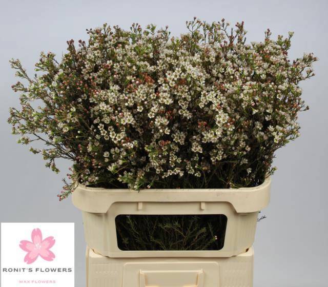 Шамелациум Блонди 80, шт.