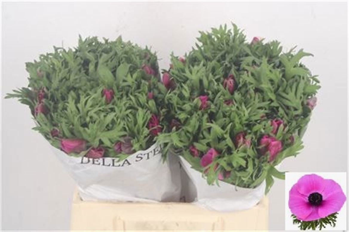 Анемон Мистраль + Фуксия 40 (фиолет.), шт.