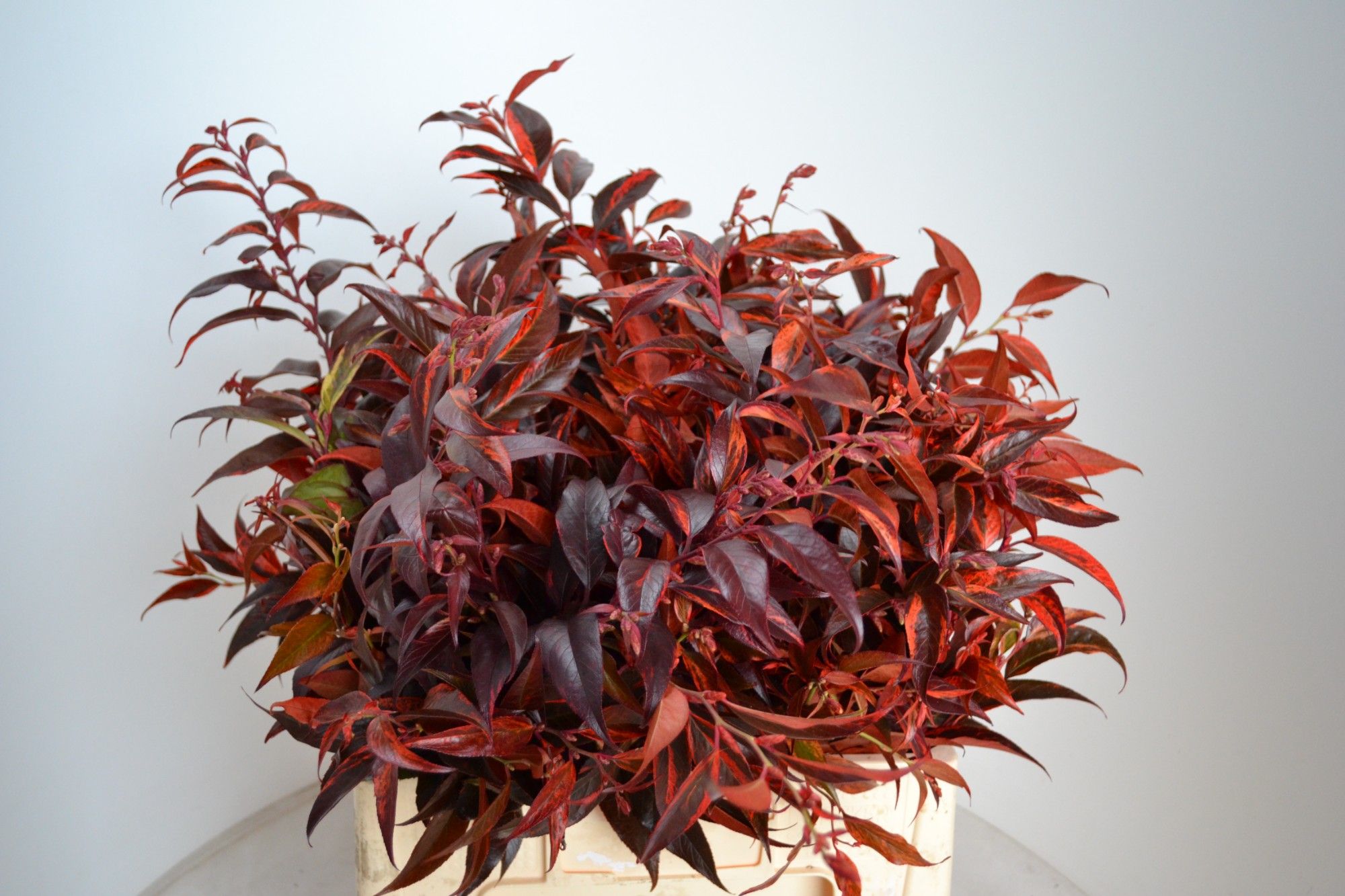 Леукотое Овериг Крашеная (краш. ) 55, шт.