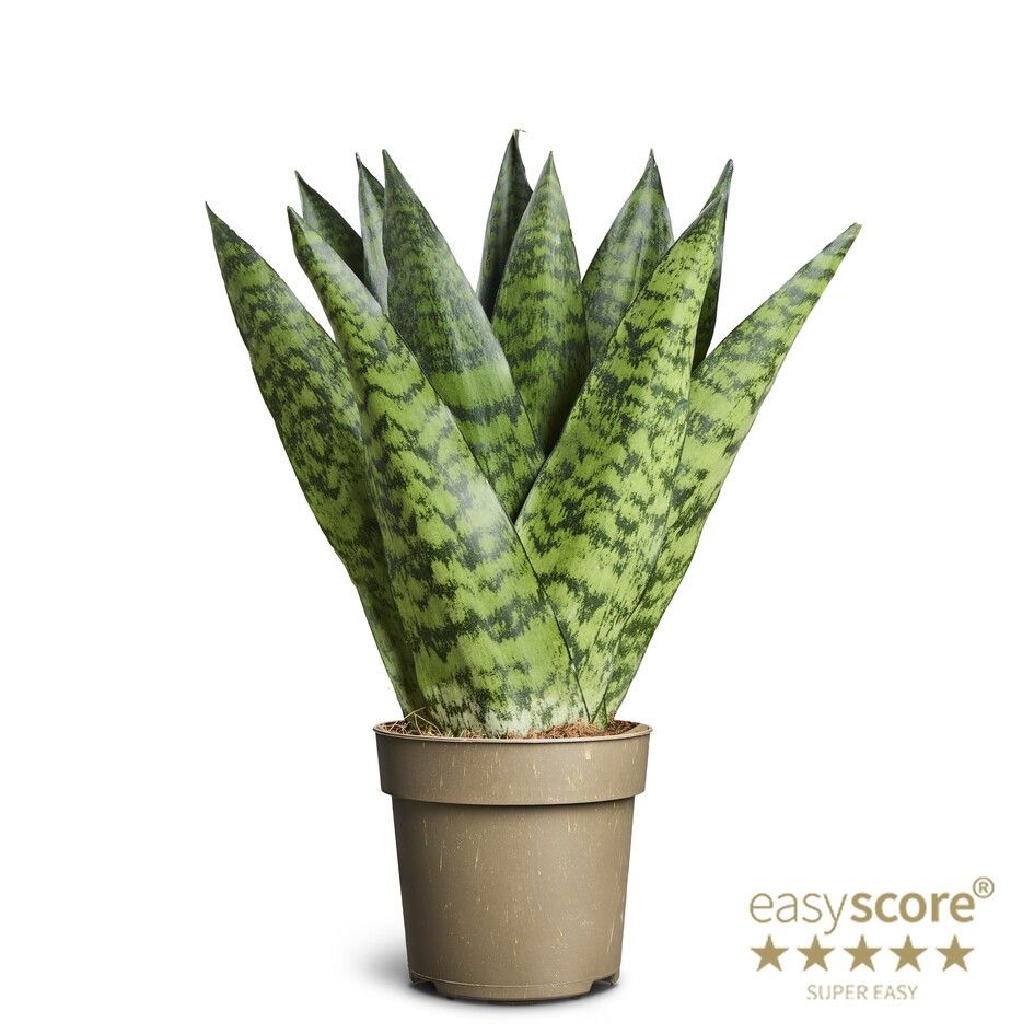 Sansevieria zeylanica ´Fan´, D 11