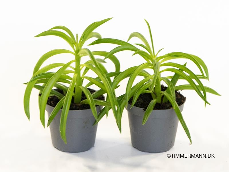 PEPEROMIA FERREYRAE 'Happy Bean', D 6