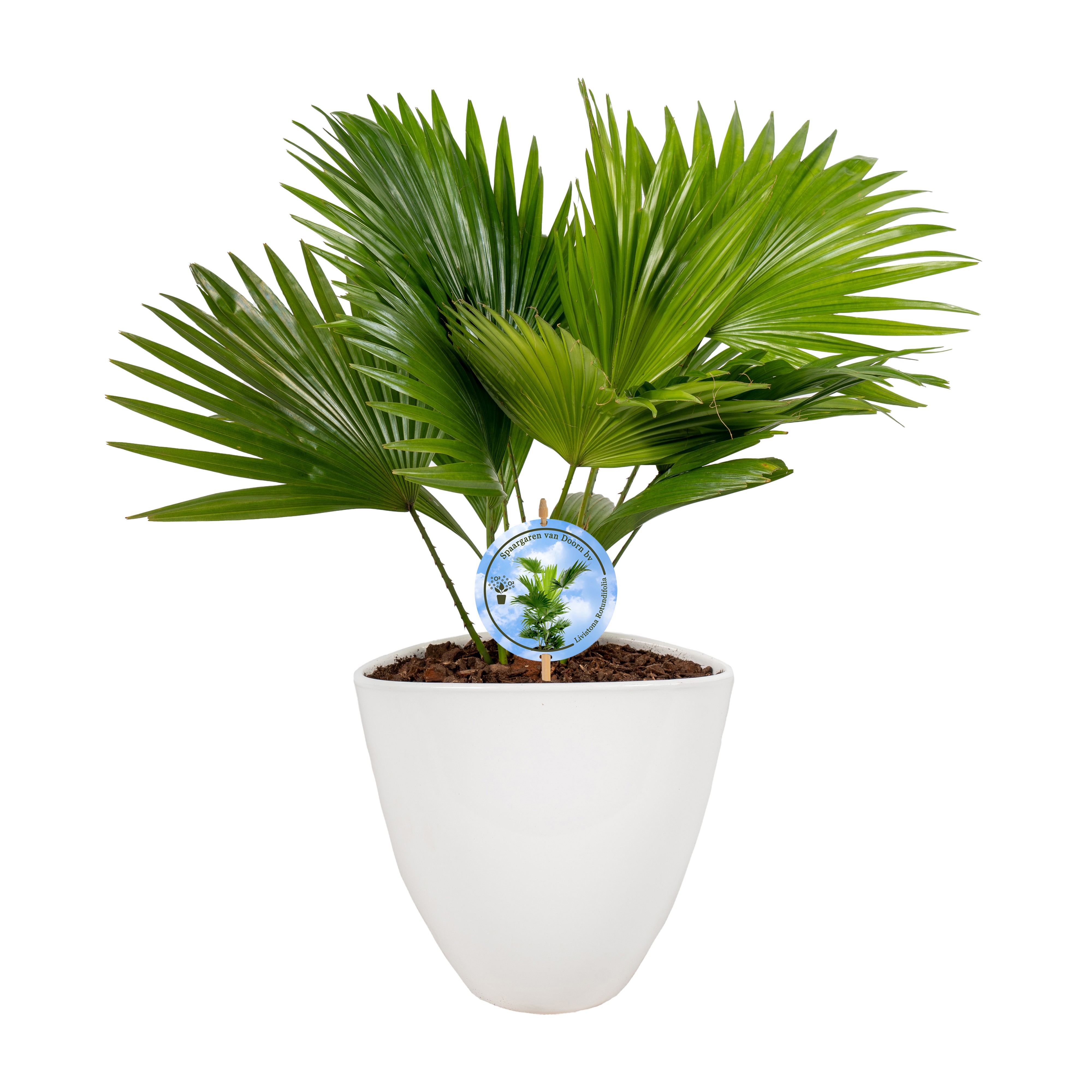 Livistona in avani white pot Disk etiket Lucht Zuiverend, D 22