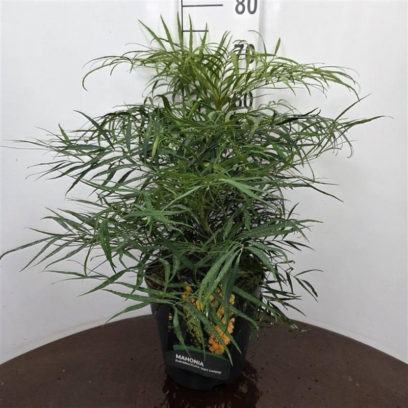Mahonia eurybracteata 'Soft Caress', D 29