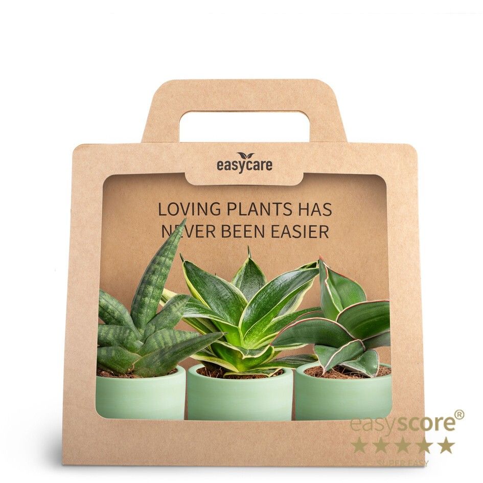 3-Pack Woodbase Green Matcha, D 7