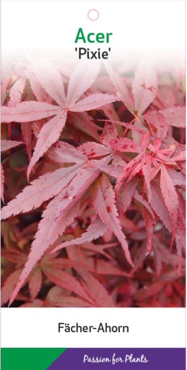 Acer palm. 'Pixie' 60-80C7, D 25 cm