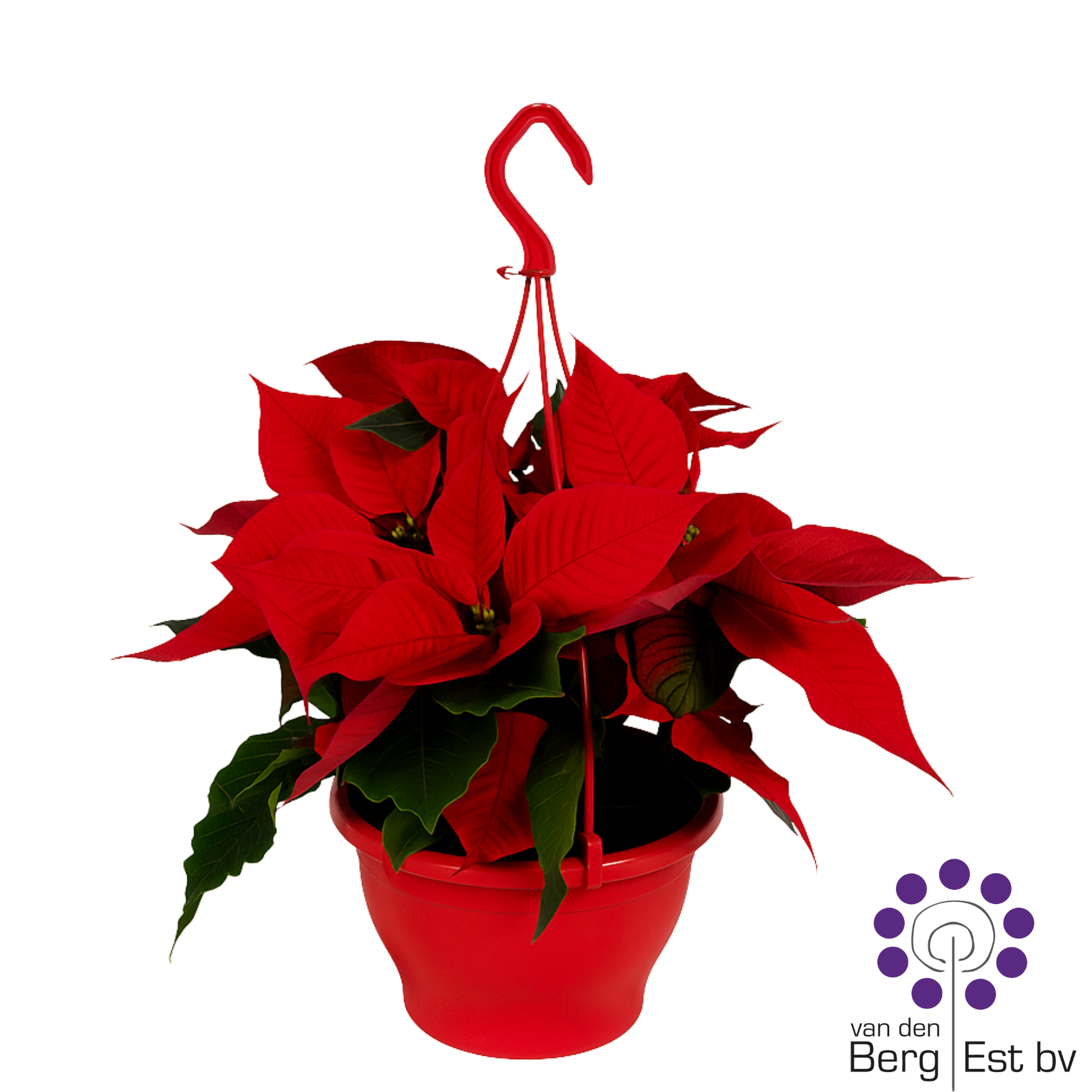 Euphorbia Pulcherrima (Poinsettia) Rood 20 CM, D 20 cm