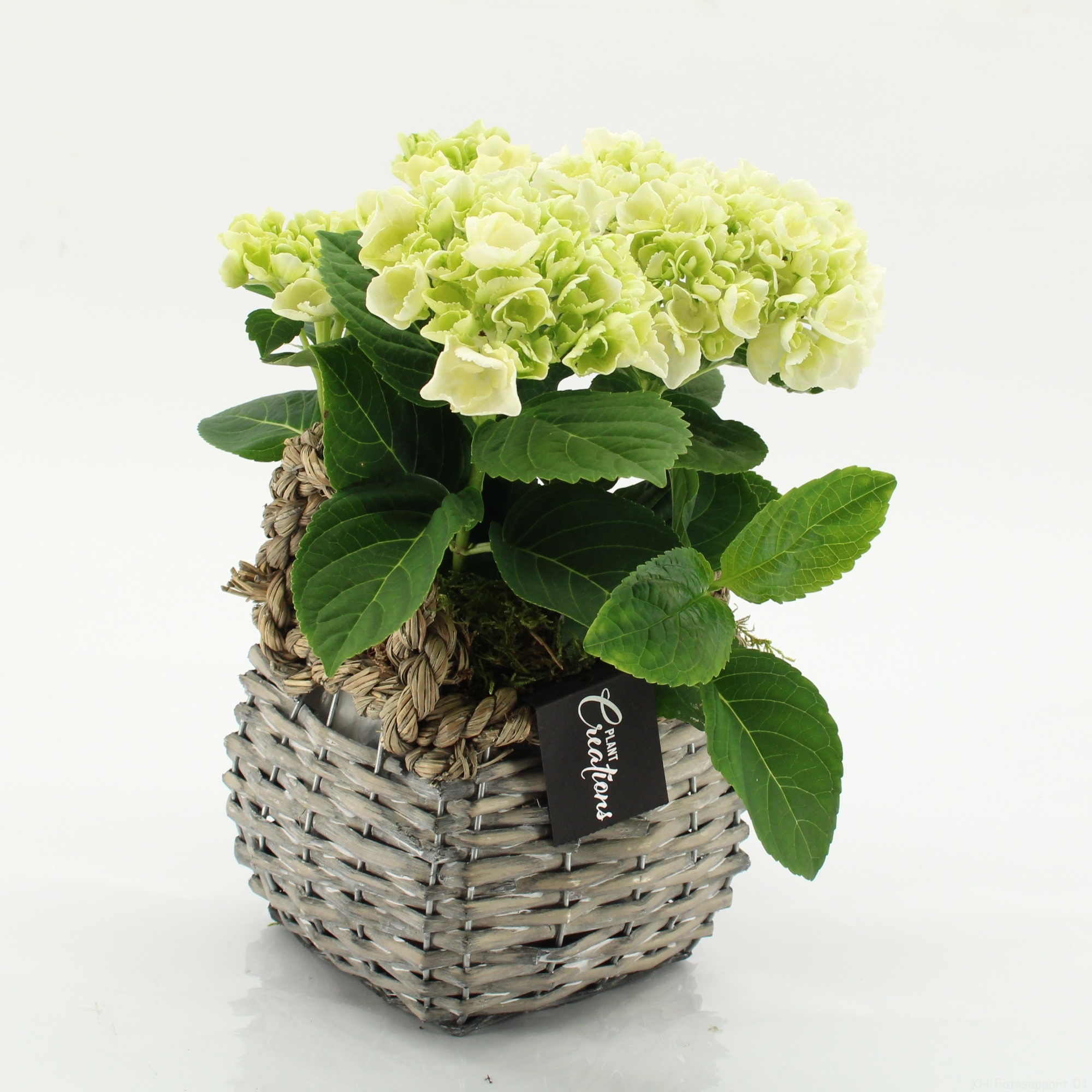 KHCR-2607W Hydrangea creations, D 14