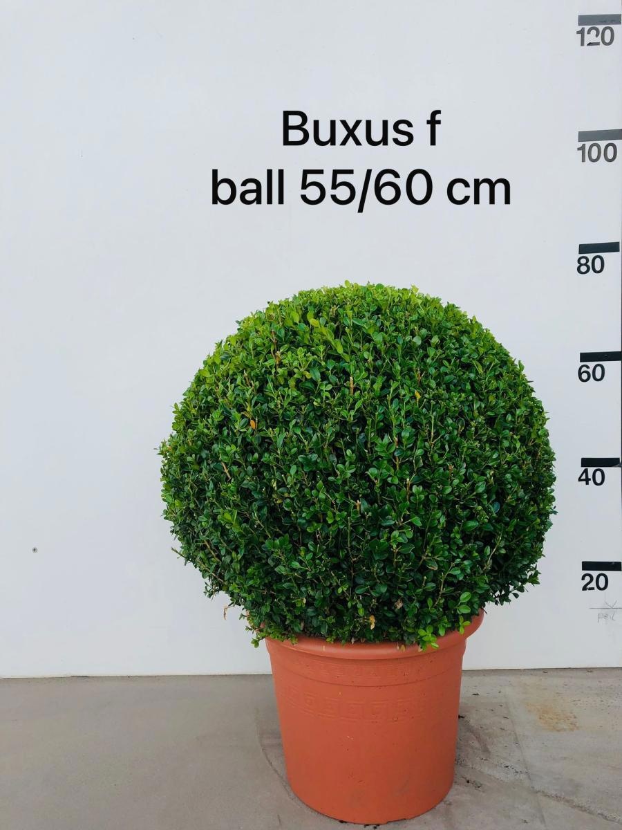 Buxus micr. 'Faulkner', bol, D 40 cm