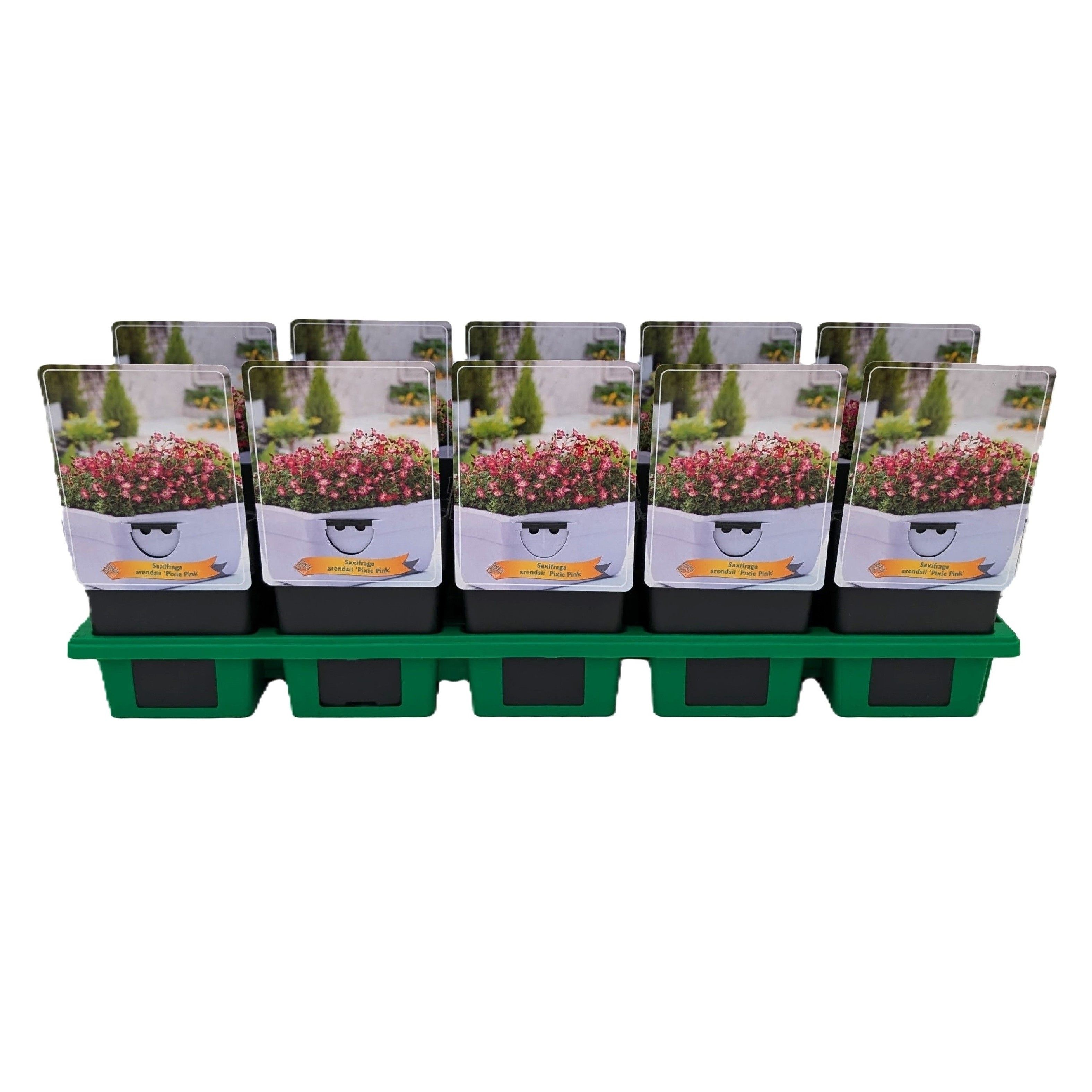 Saxifraga Pixie pink P11, D 11