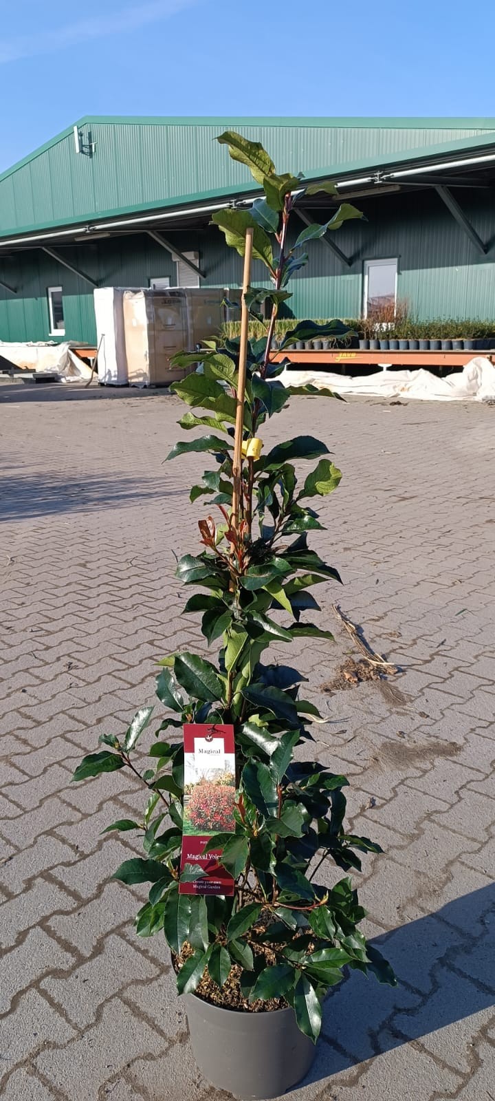 Photinia fra. 'Magical Volcano', D 26