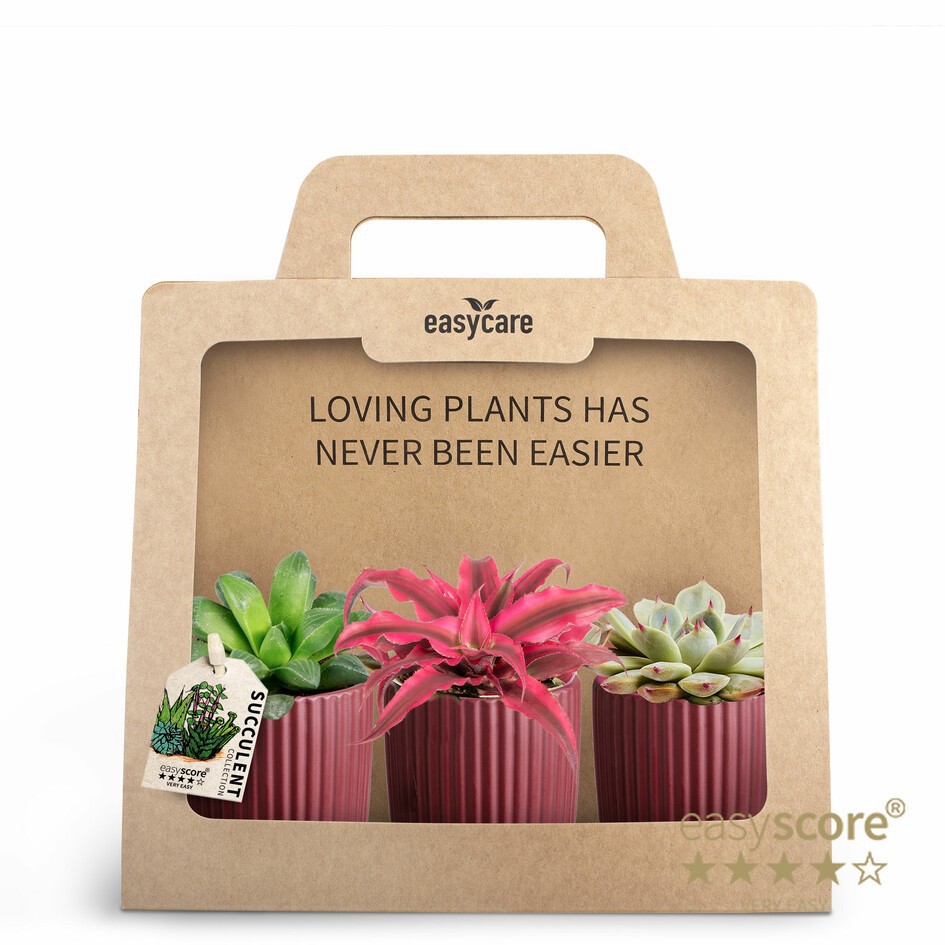 3-Pack Nordic Aubergine, Succulent, D 7