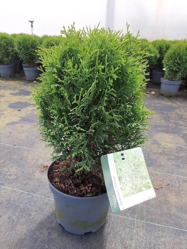 Thuja occ. Tiny Tim, D 19