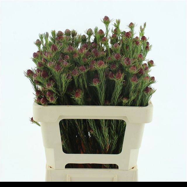 Леукадендрон Джубили Краун 50, шт.