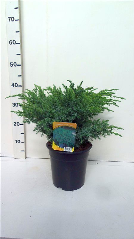 Juniperus squanata Blue Sweden, D 19