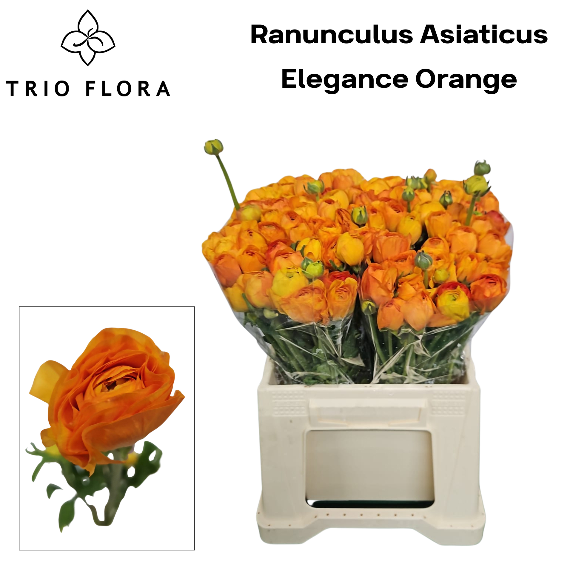 Ранункулус Элеганс Оранж 40 (оранж.), шт.