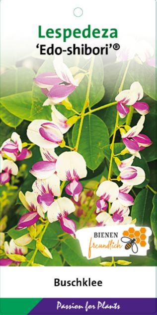 Lespedeza thub. 'Edo-shibori' 50-60C5, D 23 cm