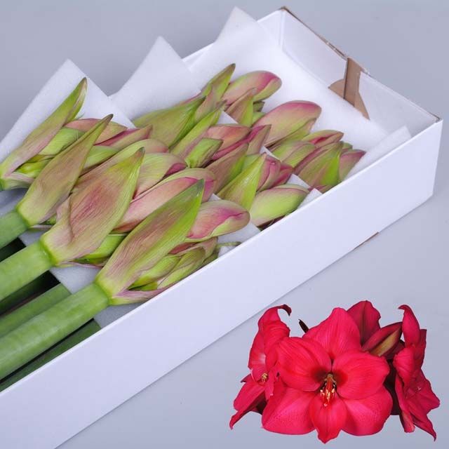 Амарилис Плэжэ (красн.) x15, шт.