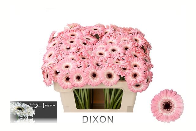 Гермини Диксон, шт.