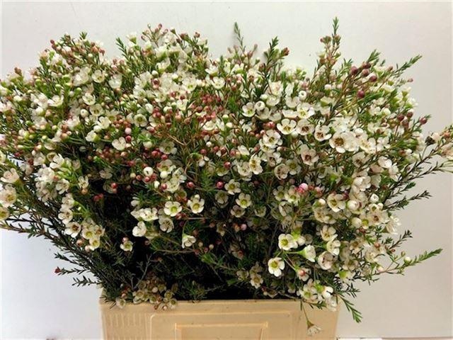 Шамелациум Зив 70, шт.