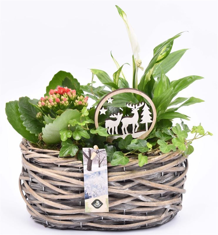 Wilg mand ovaal girjs 22x13cm, D 22 cm Wilg mand ovaal girjs 22x13cm, D 22 cm
