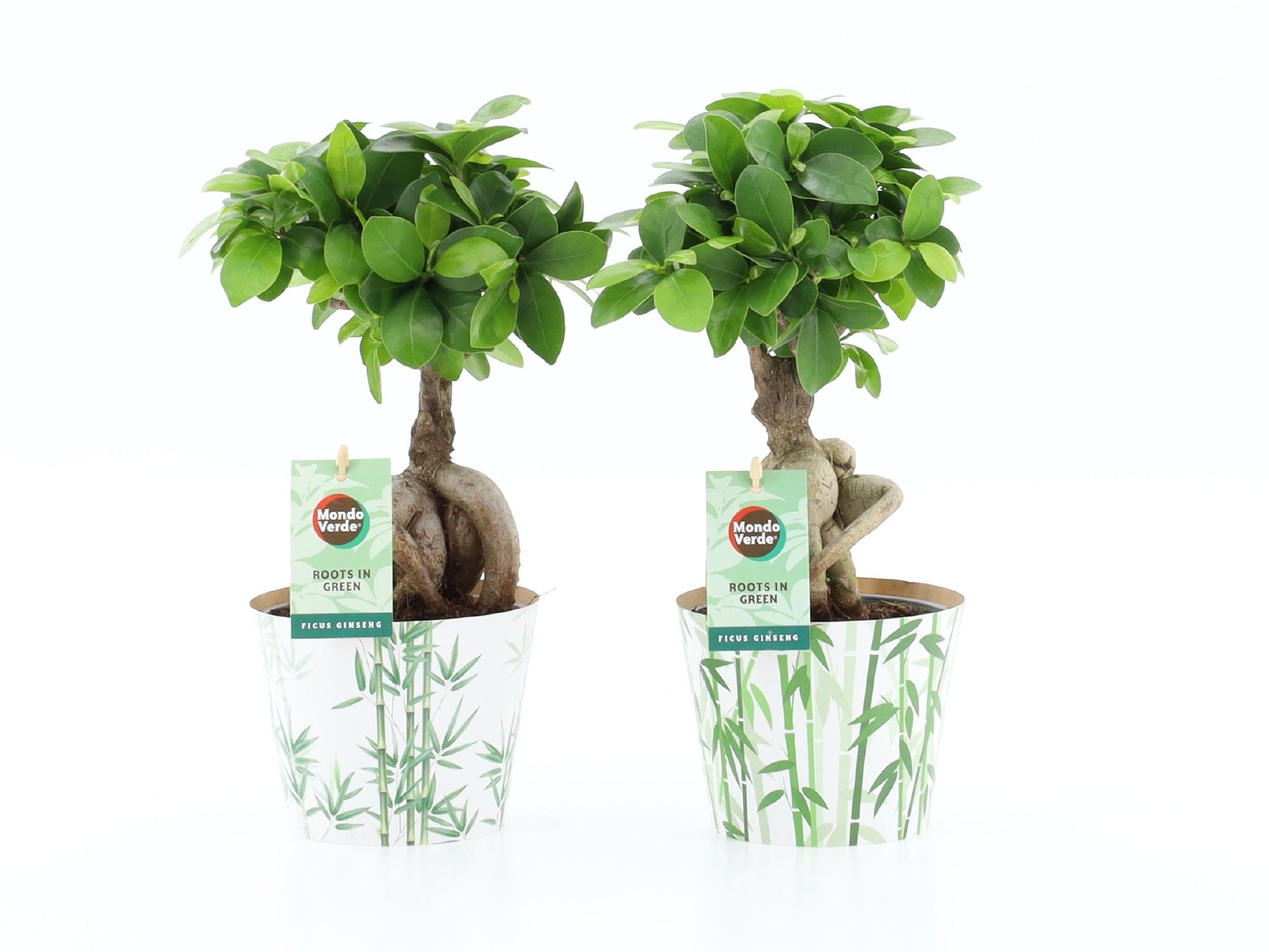 Ficus micr. Ginseng in Potcover Bamboo, D 12