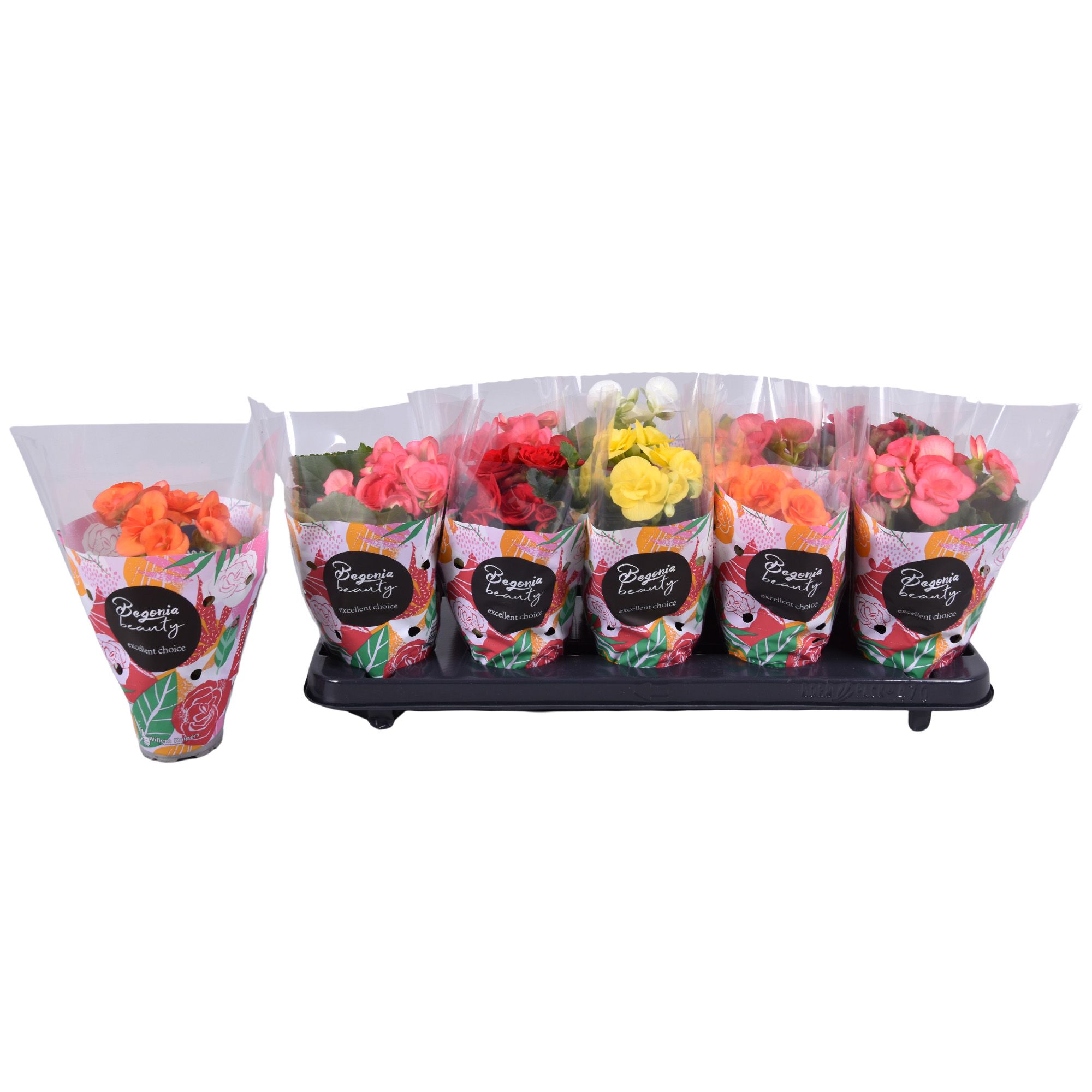 Begonia Mix standaard hoes (mix in overleg), D 9