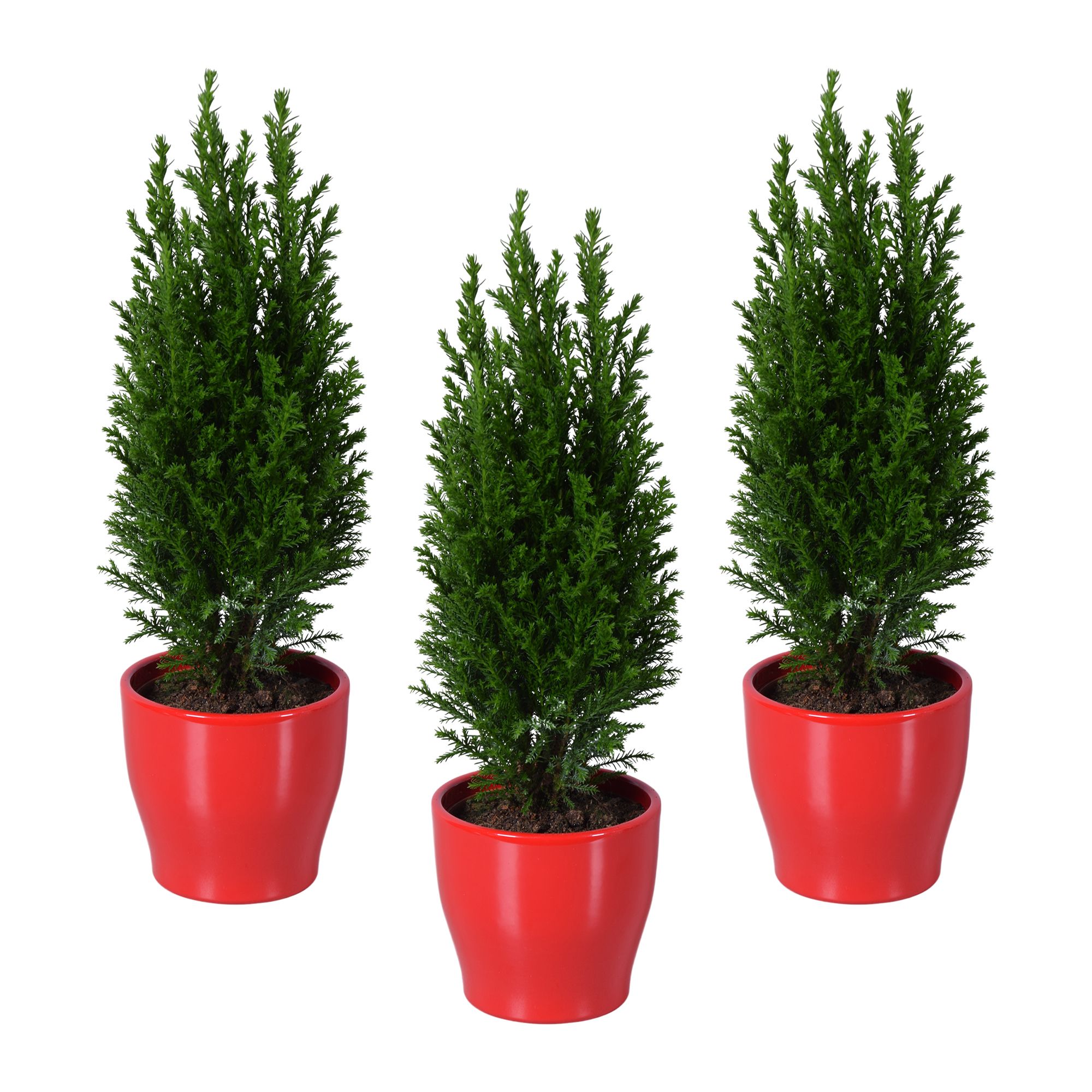 Ellwoodii groen in rood keramiek, D 9