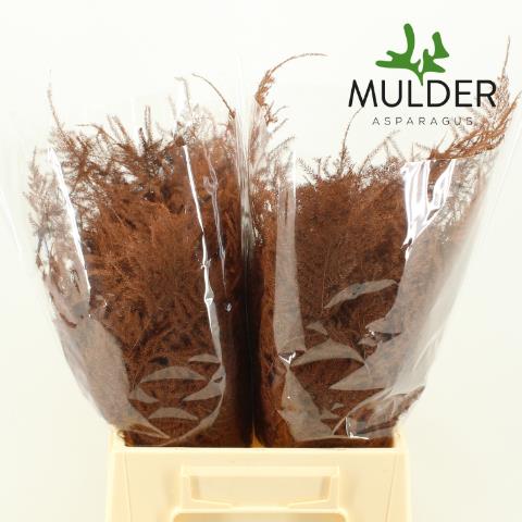 Аспарагус Овериг Крашеный (краш. ) 45, шт.